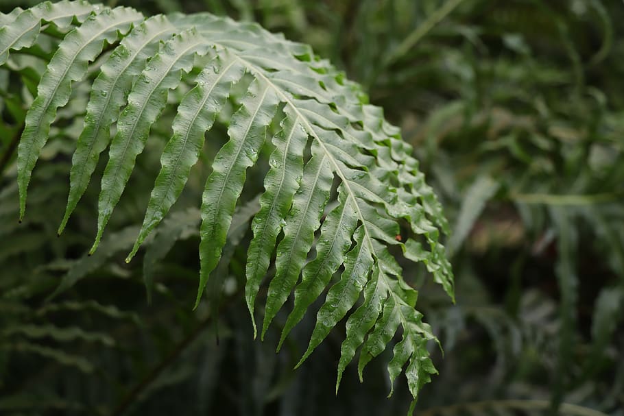 listy kapradí, zelená, listy, flóra, Příroda, botanica, zahrada, barva, tropický, zelenina, uklidnit