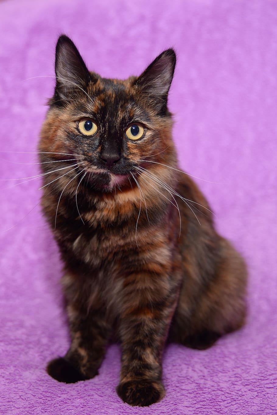 gatto, coda mozza, animali