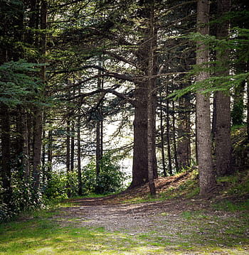 foresta, boschi, radura, sentiero, natura, alberi, mistico, le foglie, escursioni a piedi, legna, umore