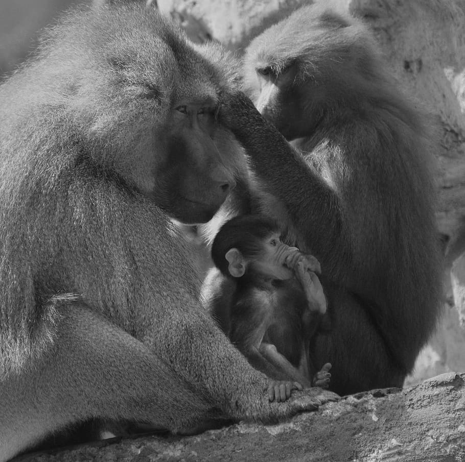baboon, monkey, animal, nature, mammal, primate, grey, primates, africa, ape, fur