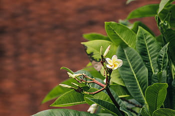 delikátní, plumeria květina, obklopen, listy, větev, Jasný, květ, zahrada, zelená, rostlina, žlutá