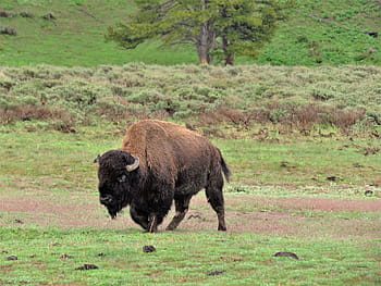 bizona, americký buvol, divoký, wyoming, yellowstone, turistika