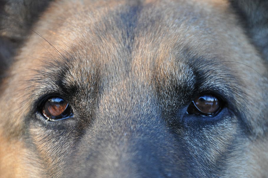 dog, home, shepherd, animal, mammal, smart, wool, clever dog, dog eyes, german, man's best friend