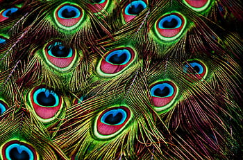 peacock feathers, feather, color, plumage, iridescent, colorful, peacock, pattern, gorgeous