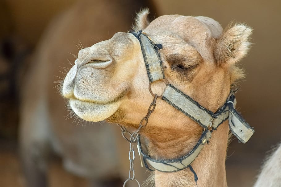 camel, head, animal, mammal, portrait, nature, camel park