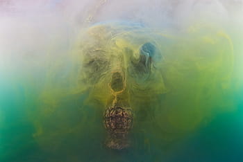 skull, dry head, skeleton, dead, death, bone, dark, bones, horror, halloween, positive