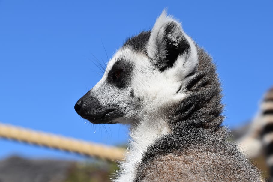 lemur, maki catta, nature, stripes, eyes, madagascar, zoo, fur, look