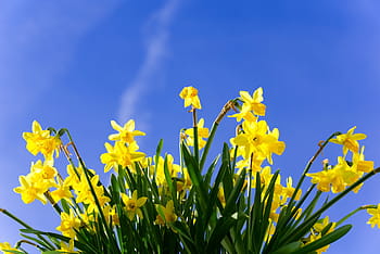 narcisy, brzy bloomer, květ, narcis, jaro, velikonoční, rostlina, zblízka, Příroda, žlutá, zahrada