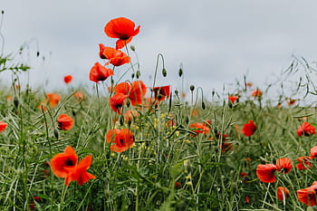 campo, rojo, amapolas, verano, flores, verde, naturaleza, floración, amapola, silvestre, flores silvestres