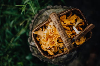 memetik, jamur chantarelle, kayu, chantarelle, jamur, jamur yang dapat dimakan, jamur kuning, musim gugur