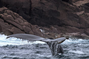 whale near shore., humpback whale, newfoundland and labrador, canada, ecotourism, tourism, tourist, travel, animal, back, baleen