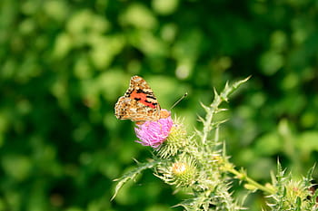 antenna, attractive, background, beautiful, beauty, bright, brown, buterfly, butterfly, chamomile, close