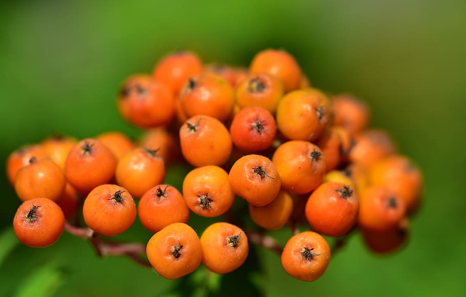 bobule, rowanberries, Příroda, keř, rostlina, ovoce, zblízka, oranžový, lůžko, makro, ptačí zob