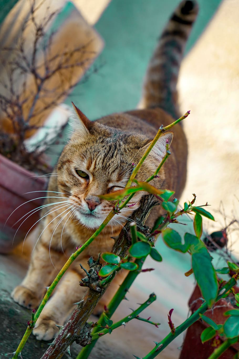 Katze europäisch, Katze, Katze keltisch, katzenartig, zwinkern, gestromt, katzenartiger Blick, aussehen, Säugetier, Raubtier