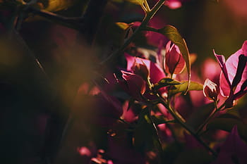 flower, red, petal, bloom, garden, plant, nature, autumn, fall