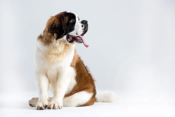 st bernard outdoor, st bernard, barry, dog, st, bonalt, switzerland, canine, europe and america, outdoor, pets