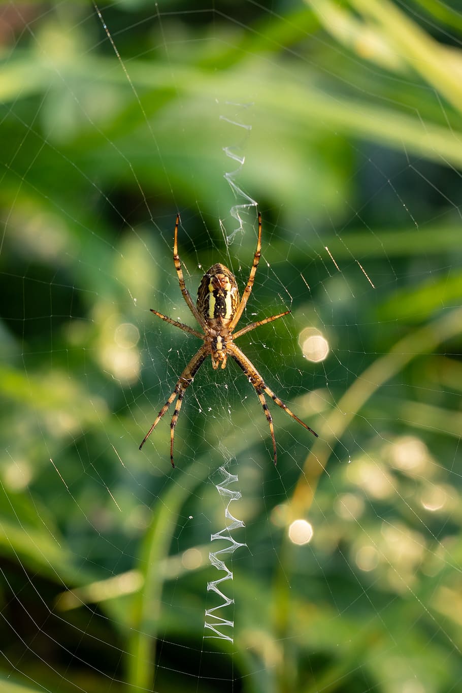 pfrunger castle hamlets of ried, nature conservation, nature, landscape protection, moor, spider, cobweb, prey, case, web, summer
