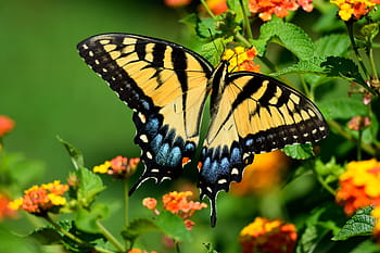 tiger otakárek butterfly, motýl, hmyz, vibrující, barvitý, Příroda, žlutá, květ, otakárek, volně žijících živočichů, křídla