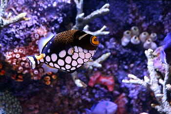 balestra, balestra-pagliaccio, balistoides conspicillum, pesce, subacqueo, acquario, pesce balestra pagliaccio, pesci marini, acquario marino, acquario di barriera corallina, barriere