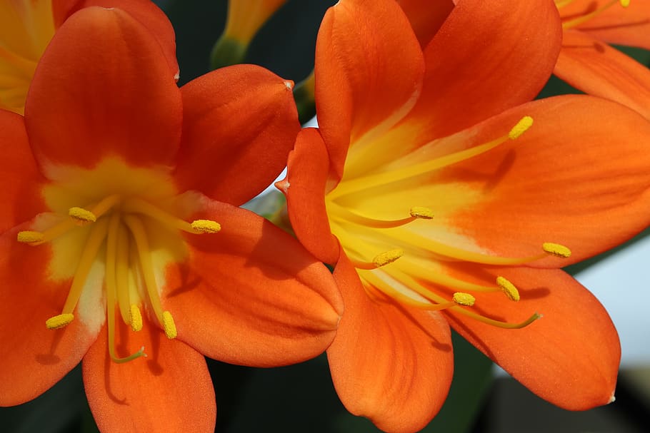 clivia miniata, flowers, beautiful, nature, spring flowers, plants, spring, flowering, petal, blossom, bud