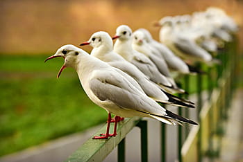 seagull, sea bird, beak, open, plumage, standing, row, bridge rail