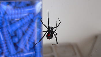 black, widow, spider, insect, nature, animal