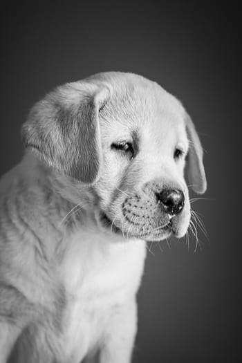 Hündchen, Labrador, Retriever, Weiß, Gelb, süß, Hintergrund, Labor, jung, Hund, Porträt