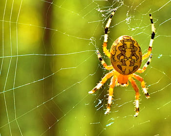 spin, web, geel, insect, natuur, spinachtige, orb weven