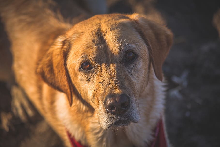 σκύλος, κίτρινο εργαστήριο, χρυσό retriever, λατρευτός, κυνικός, κίτρινος, labrador, κατοικίδιο ζώο, εργαστήριο, καλοκαίρι, ΕΞΩΤΕΡΙΚΟΥ ΧΩΡΟΥ