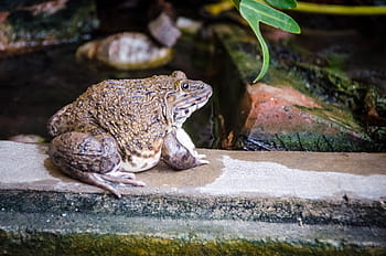 frog in thailand, frog, green, animal, amphibian, wildlife, nature, tropical, isolated, cute, toad