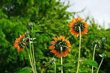 obří květiny, roční, slunečnice., helianthus, běžné slunečnice, nativní květiny, rodné letničky, vysoký roční, obrázky slunečnice, slunečnice obrázky, včelí přátelské rostliny