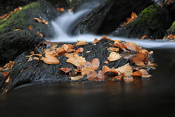 colorful autumn stream., autumn, background, beautiful, fall, foliage, forest, golden, green, leaves, natural
