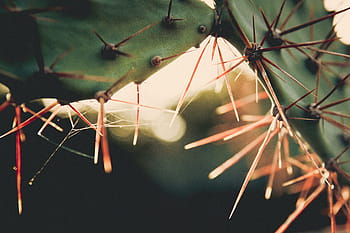cactus, sunset, goldenhour, sunlight, green, grass, nature