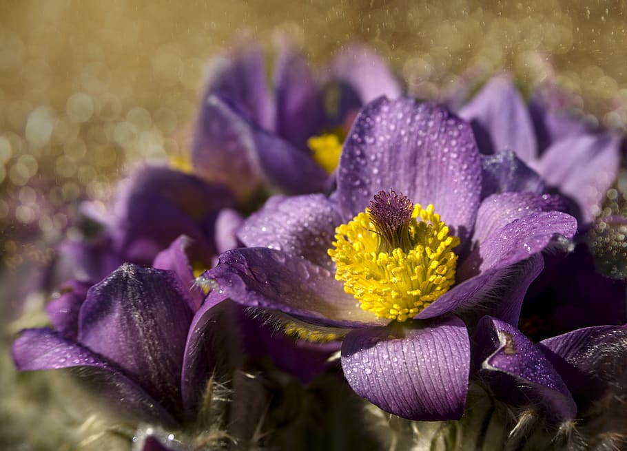 ดอกไม้ชนิดหนึ่ง, โบเก้, ฤดูใบไม้ผลิ, pulsatilla grandis, ธรรมชาติ, ปลูก, ดอกไม้ป่า, ดอกไม้