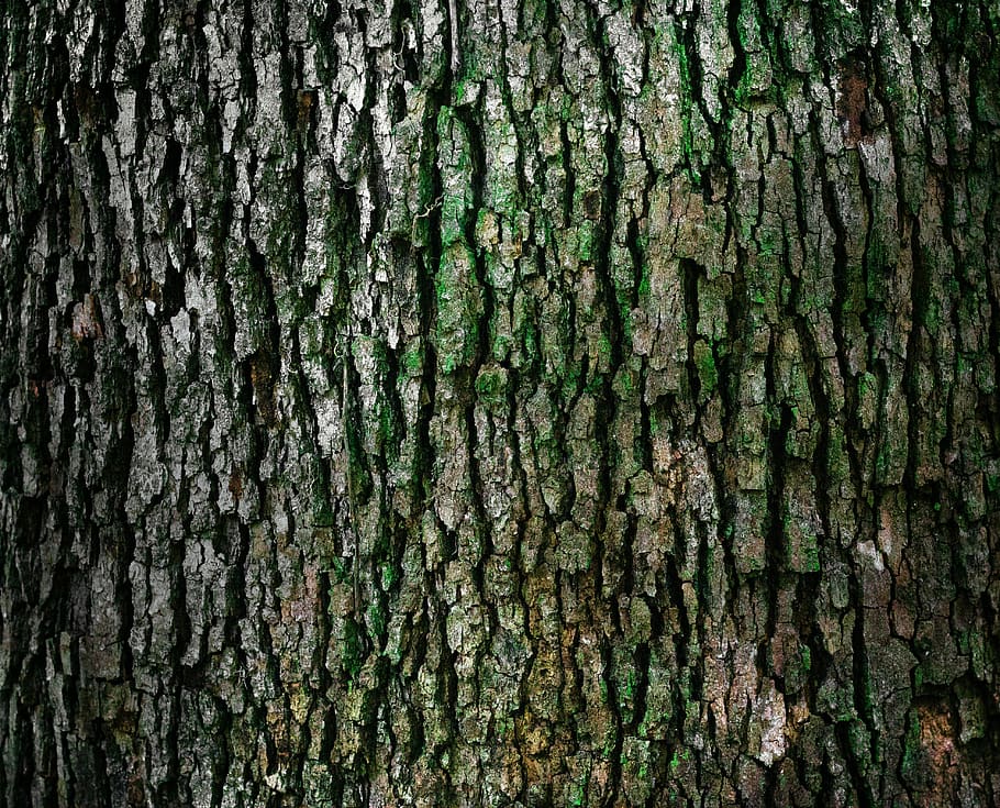 kůra, kufr, vzor, textura, přírodní, materiál, strom, makro, prasklý, hrubý, povrch