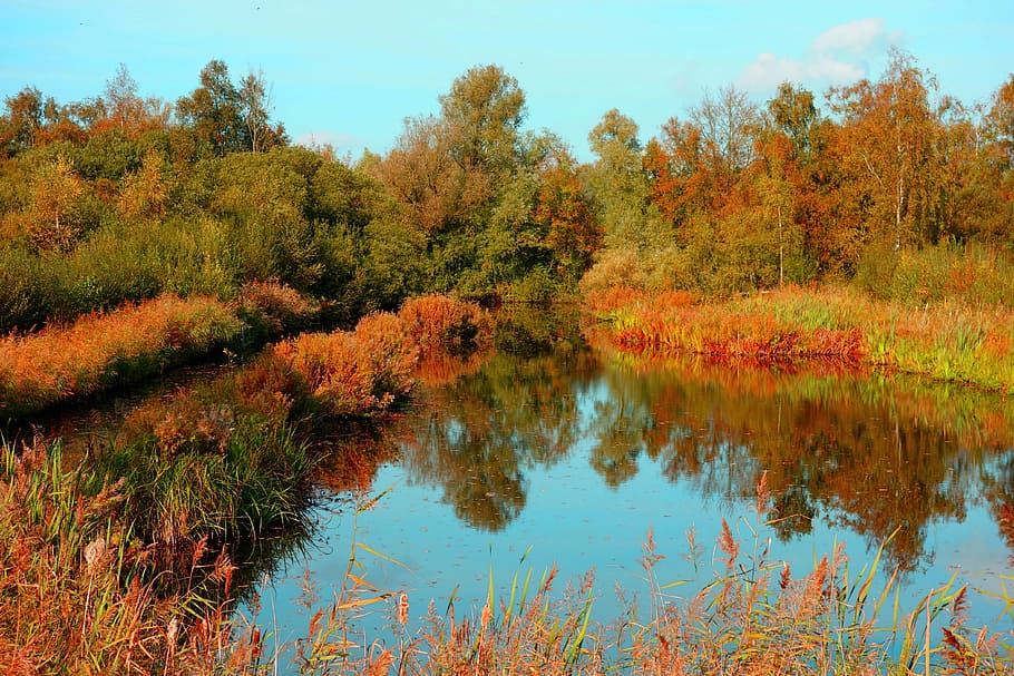 pond, banks, vegetation, tree, reflection, landscape, nature, wildlife reserve, amsterdamse bos, autumn colors, 19-10-18