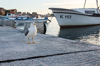 gaviota, puerto nessebar, bulgaria, día, nadie, animal, barco, pájaro, puerto, yate