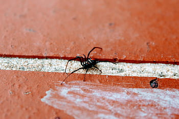 red-back, australia, nature, spider, brick, black widow, dangerous, animal