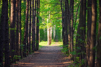 aleja, środowisko, listowie, chodnik, Zielony, krajobraz, odchodzi, Natura, na dworze, park, ścieżka