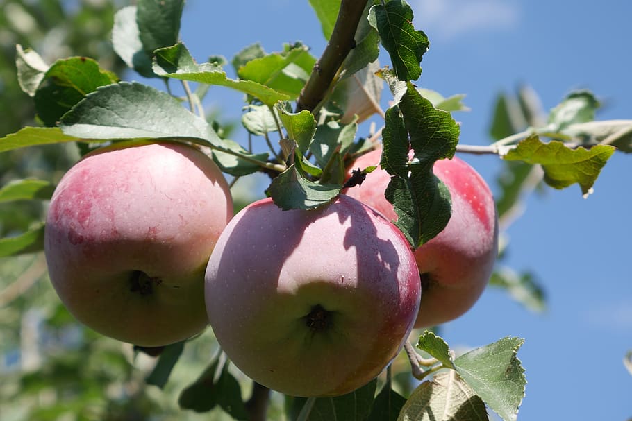 apple tree, fruit, crabapple tree, harvest, the harvest, apple, autumn, garden, nutrition, there are, food