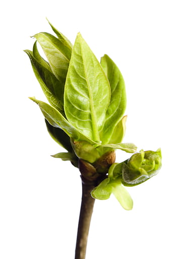 branch, tree, leaf, green, white, plant, isolated, growth, nature, spring, twig