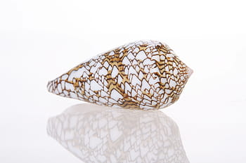 background, bone, close-up, closeup, coast, coastline, cockle-shell, conch, coral, cowrie, detail