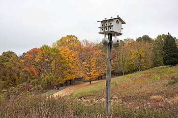 bird houses, field., bird, birdhouse, aviary, wooden, wood, tree, trunk, forst, background
