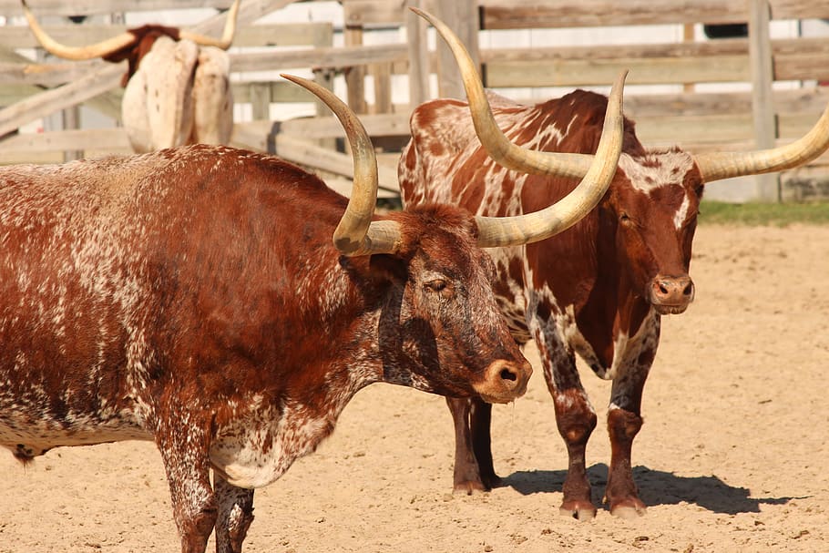 longhorn, dobytek, hospodářských zvířat, zemědělství, býk, ranč, zvíře, rohy, hovězí, texas