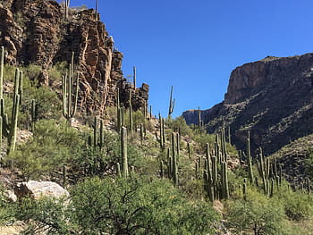 saguaro, catus, line, outcroppings, sabino, recreational, area, arizona., Arizona, Beautiful, Blue