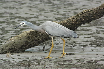white faced heron, bird, aves, fauna, feathers, mangrove, mud, yellow legs, grey, white, beak