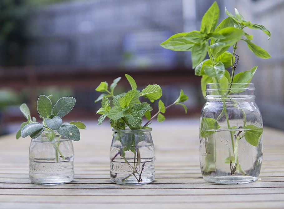 fresh, herbs, food, cooking, organic, green, plant, ingredient, leaf, ingredients, aromatic