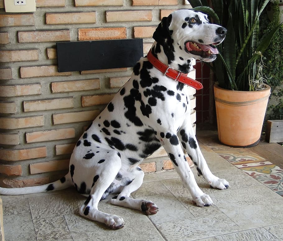 dog, white, short-haired breed, dark, spots.rnlarge, powerful, dogs, frequently, targeted, including, akitas
