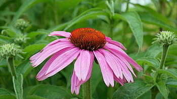 růžový, květ květu, květ., coneflower, echinacea, obrázky třapatky, růžové květinové fotografie, obrázky růžový květ, květina v květu, obrázky květin kvetoucí, jedlé rostliny