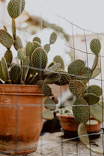 opuntia, keramik, pot, kaktus, pir Berduri, pot keramik, tanaman